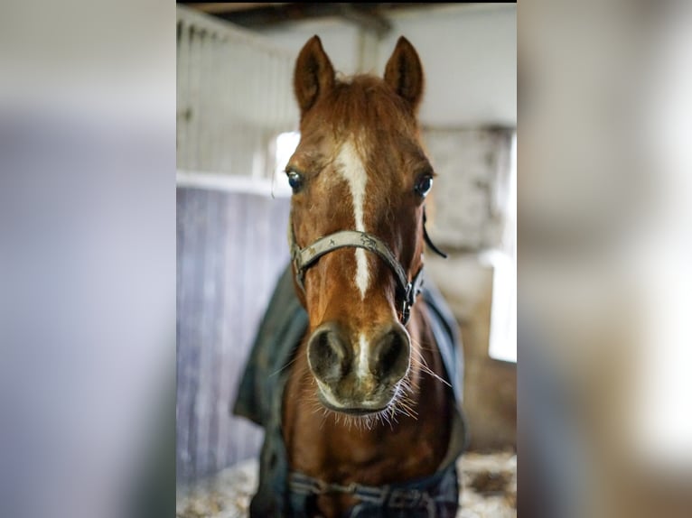 Duitse rijpony Ruin 20 Jaar 147 cm Vos in Oldendorf