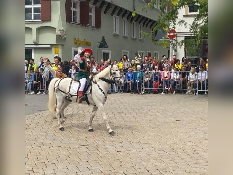 Duitse rijpony Ruin 21 Jaar 142 cm Schimmel in Attenweiler