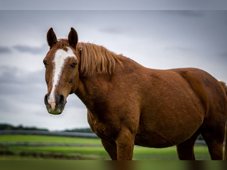 Duitse rijpony Ruin 21 Jaar 143 cm Vos in Friedrichshafen