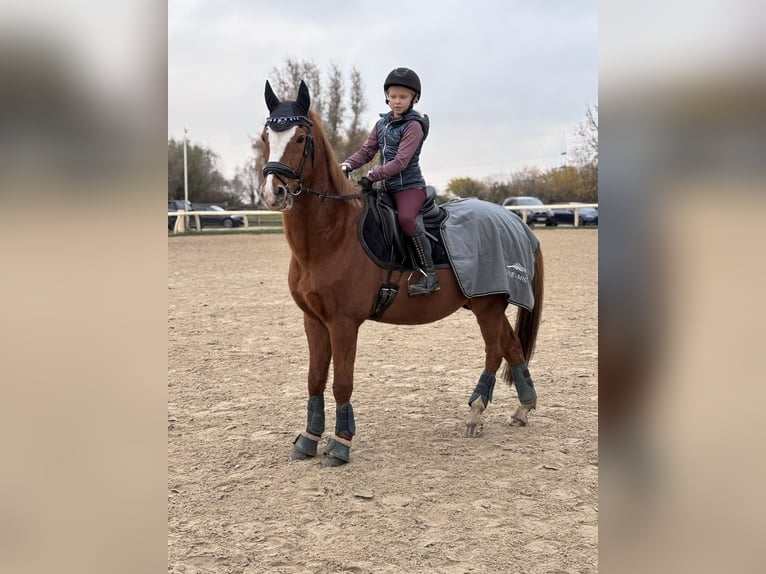 Duitse rijpony Ruin 21 Jaar 148 cm Vos in Bad Doberan