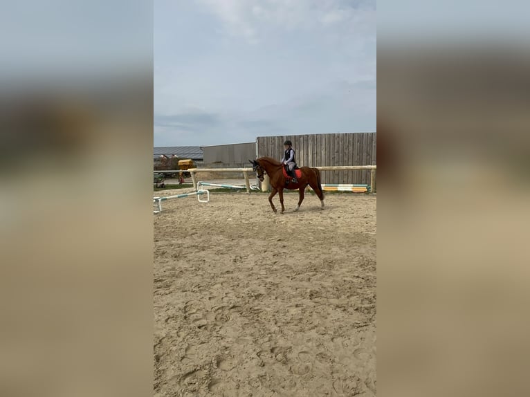 Duitse rijpony Ruin 21 Jaar 148 cm Vos in Bad Doberan