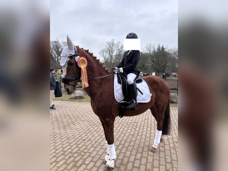 Duitse rijpony Ruin 21 Jaar 148 cm Vos in Bentwisch