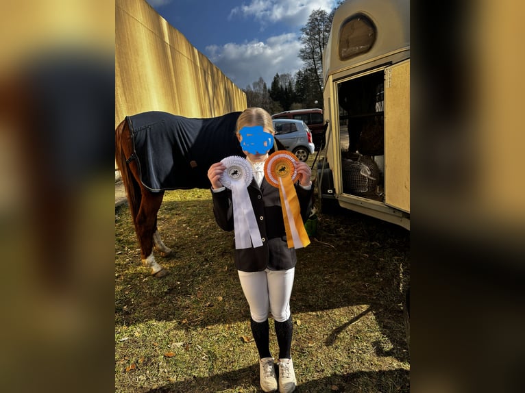 Duitse rijpony Ruin 21 Jaar 148 cm Vos in Gelbensande