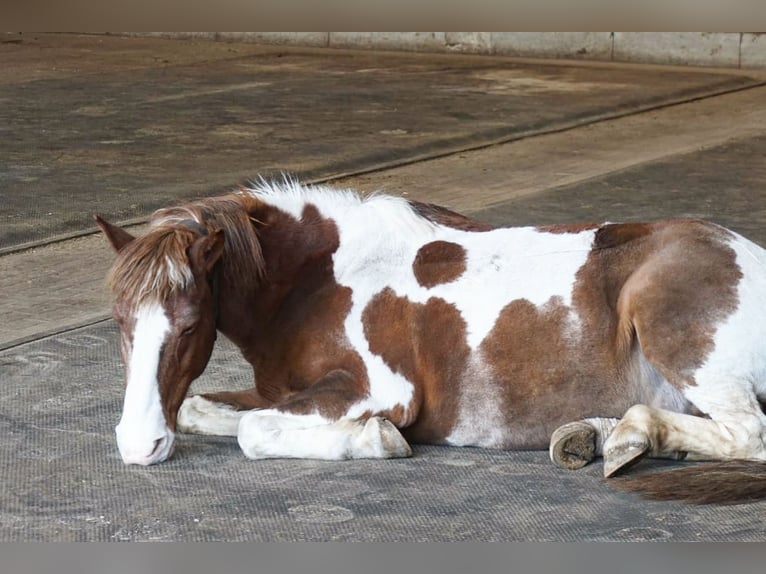 Duitse rijpony Ruin 22 Jaar 136 cm Gevlekt-paard in Bönningstedt
