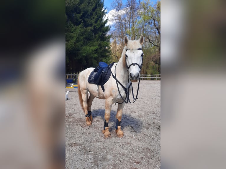 Duitse rijpony Ruin 22 Jaar 150 cm Appelschimmel in Bannewitz