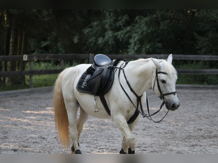 Duitse rijpony Ruin 22 Jaar 150 cm Appelschimmel in Bannewitz