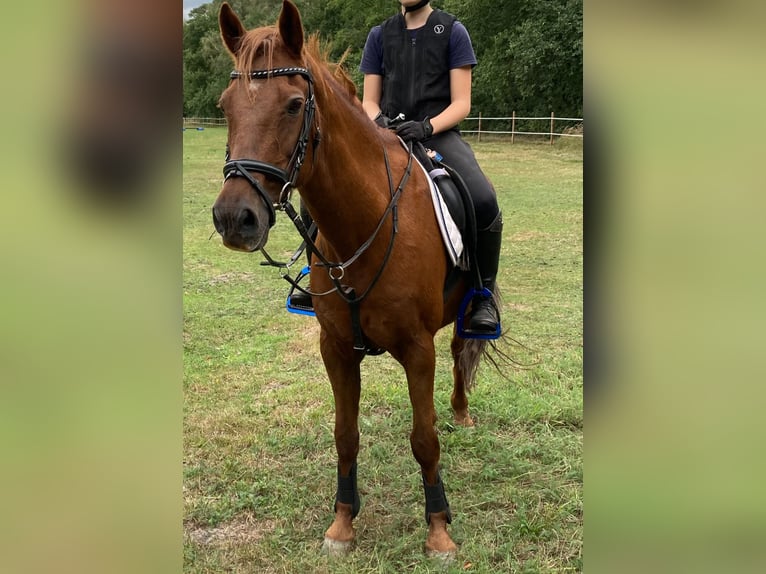 Duitse rijpony Ruin 23 Jaar 143 cm Vos in Adelheidsdorf