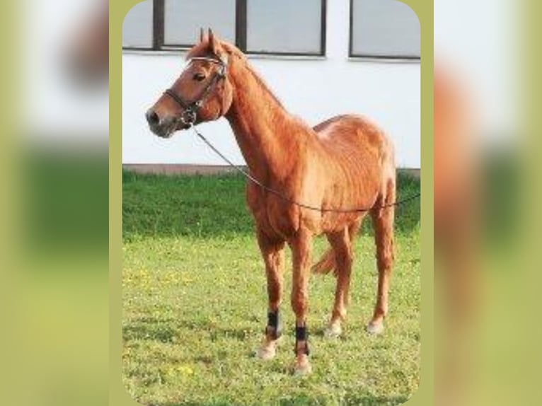 Duitse rijpony Ruin 23 Jaar 148 cm Vos in Bopfingen