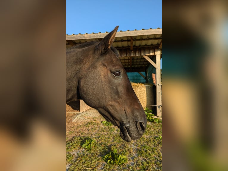 Duitse rijpony Ruin 24 Jaar 145 cm Donkerbruin in Hummelfeld