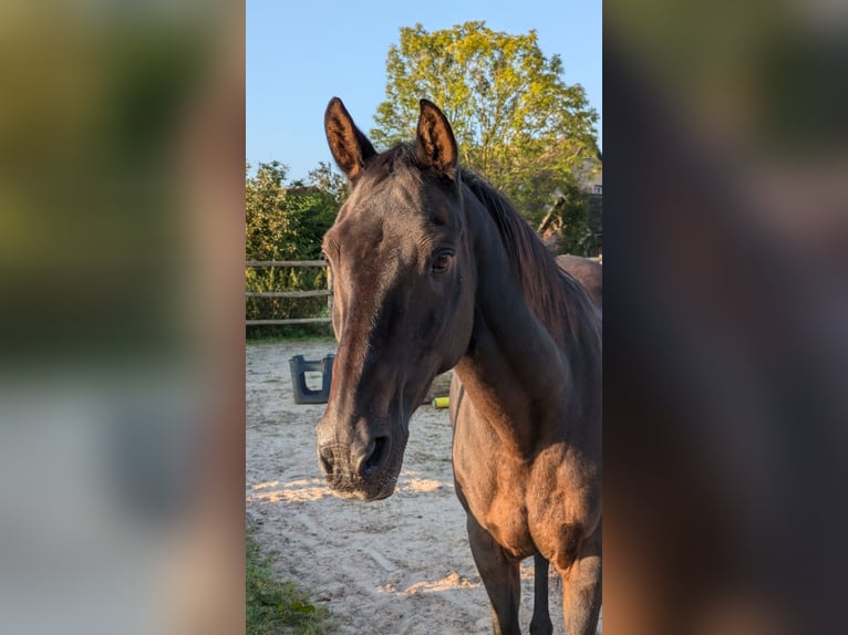 Duitse rijpony Ruin 24 Jaar 145 cm Donkerbruin in Hummelfeld