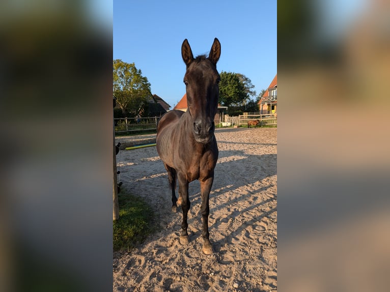 Duitse rijpony Ruin 24 Jaar 145 cm Donkerbruin in Hummelfeld