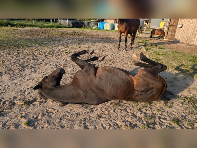 Duitse rijpony Ruin 24 Jaar 145 cm Donkerbruin in Hummelfeld