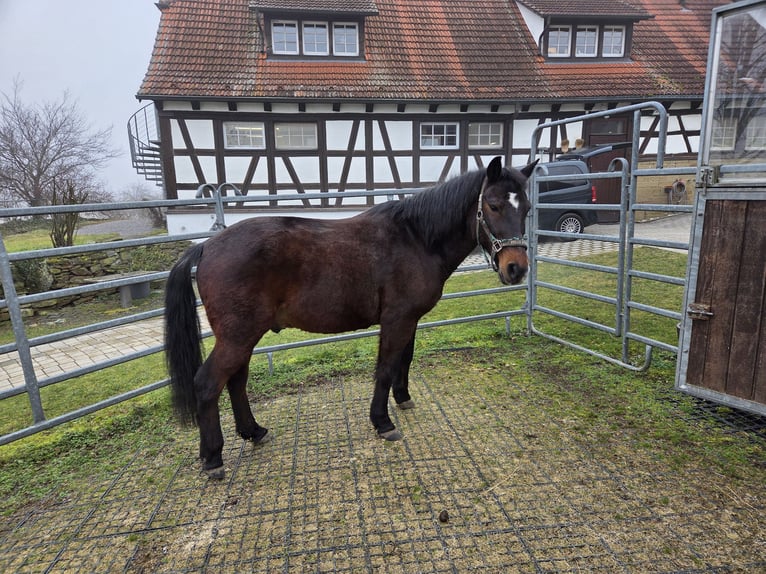 Duitse rijpony Ruin 24 Jaar 150 cm Donkerbruin in Rottenburg am Neckar