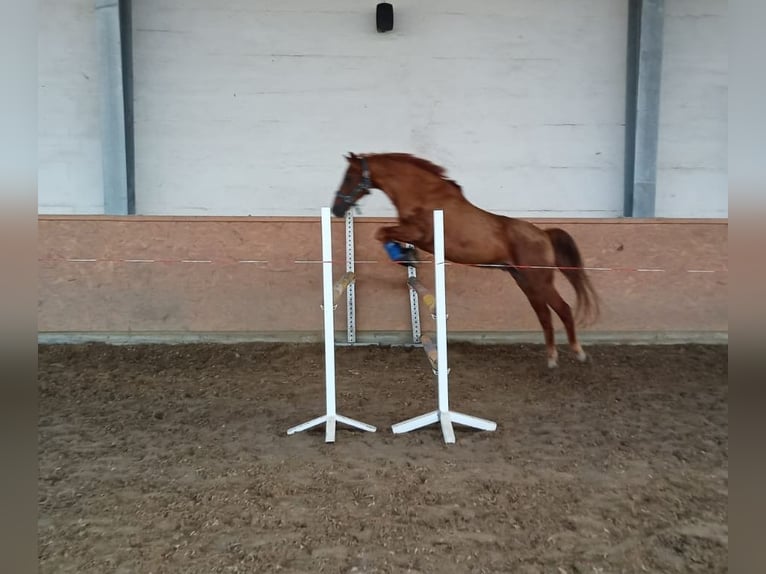 Duitse rijpony Ruin 25 Jaar Donkere-vos in Nordwalde