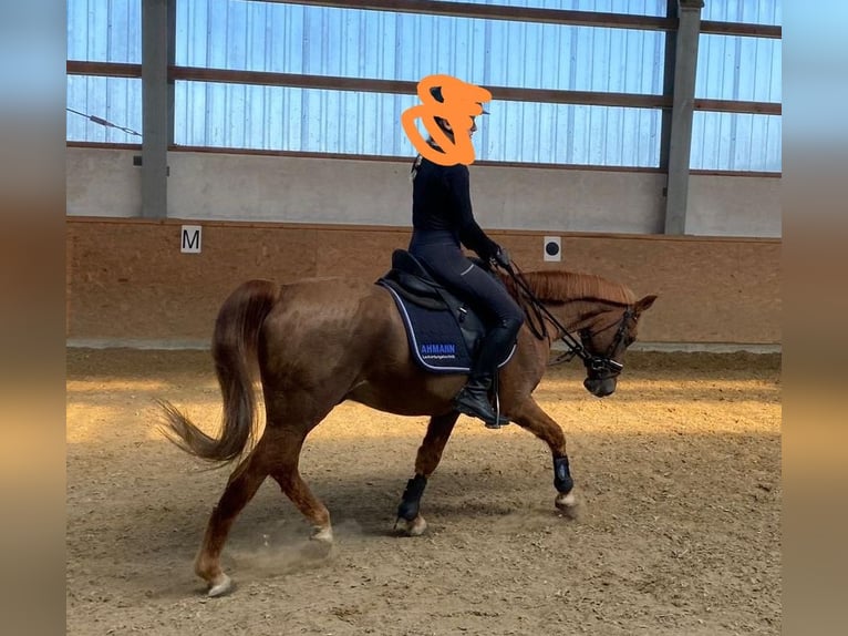 Duitse rijpony Ruin 25 Jaar Donkere-vos in Nordwalde