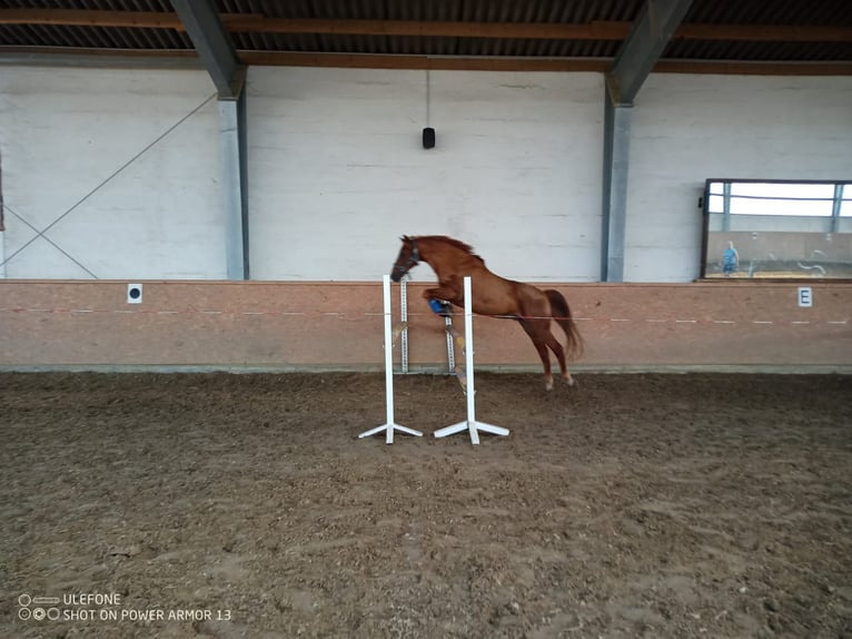 Duitse rijpony Ruin 25 Jaar Donkere-vos in Nordwalde