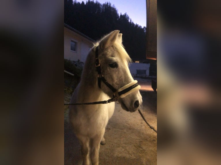 Duitse rijpony Ruin 26 Jaar 135 cm Schimmel in Niederndorf