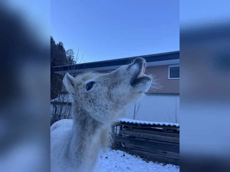 Duitse rijpony Ruin 26 Jaar 135 cm Schimmel in Niederndorf
