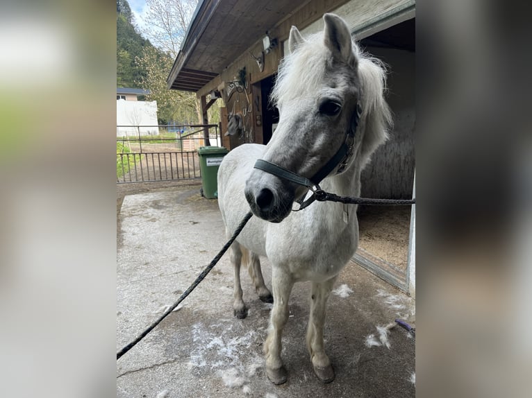 Duitse rijpony Ruin 26 Jaar 135 cm Schimmel in Niederndorf