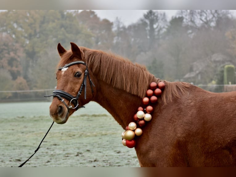Duitse rijpony Ruin 26 Jaar 150 cm Vos in Hamminkeln