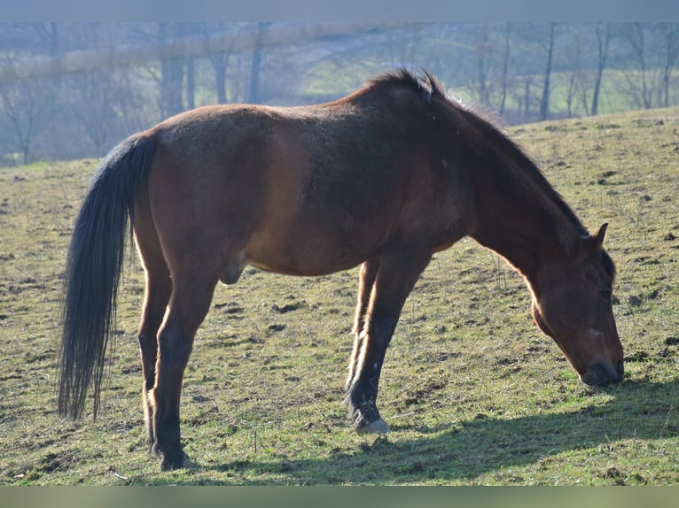 Duitse rijpony Ruin 27 Jaar 145 cm Bruin in Waldstetten