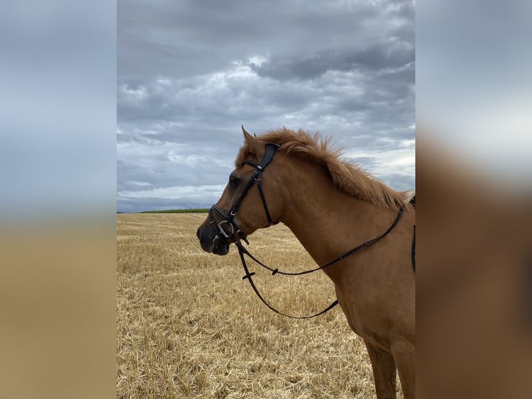 Duitse rijpony Mix Ruin 28 Jaar 155 cm Vos in Otzberg-Lengfeld