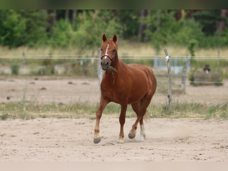 Duitse rijpony Ruin 2 Jaar 135 cm Vos in Mietgendorf