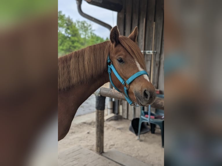 Duitse rijpony Ruin 2 Jaar 135 cm Vos in Mietgendorf