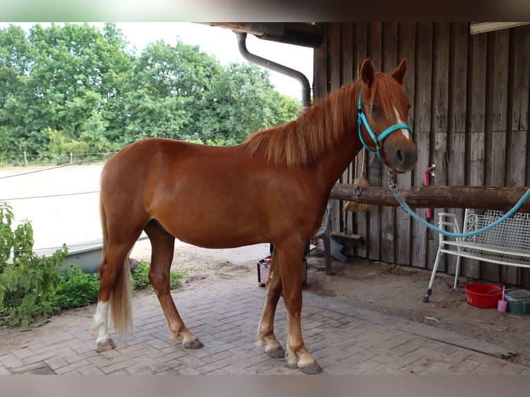 Duitse rijpony Ruin 2 Jaar 135 cm Vos in Mietgendorf