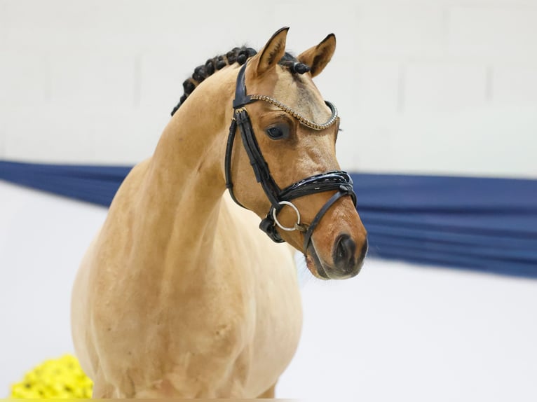 Duitse rijpony Ruin 2 Jaar 138 cm Falbe in Marsberg