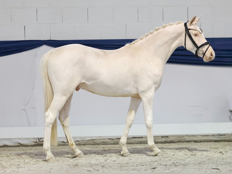 Duitse rijpony Ruin 2 Jaar 139 cm Cremello in Marsberg