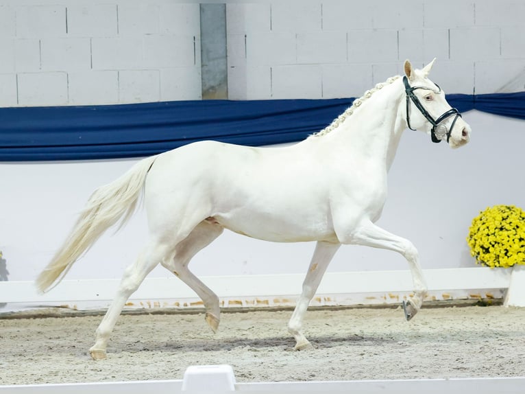 Duitse rijpony Ruin 2 Jaar 139 cm Cremello in Marsberg