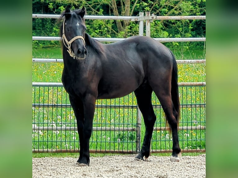 Duitse rijpony Mix Ruin 2 Jaar 140 cm in Haßfurt Duitse rijpony Mix Ruin 2 Jaar 140 cm in Haßfurt