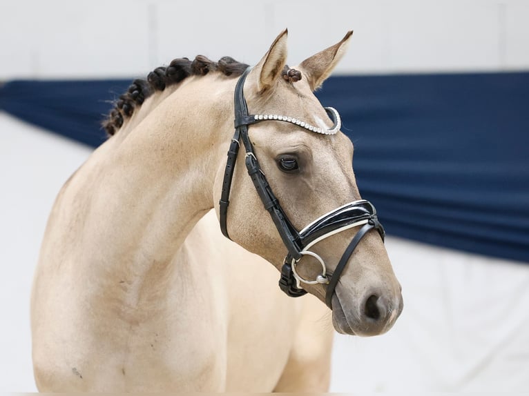 Duitse rijpony Ruin 2 Jaar 141 cm Falbe in Marsberg