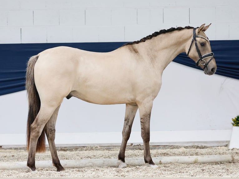 Duitse rijpony Ruin 2 Jaar 141 cm Falbe in Marsberg