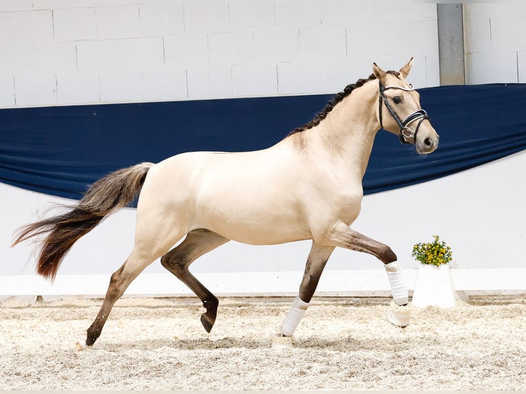 Duitse rijpony Ruin 2 Jaar 141 cm Falbe in Marsberg
