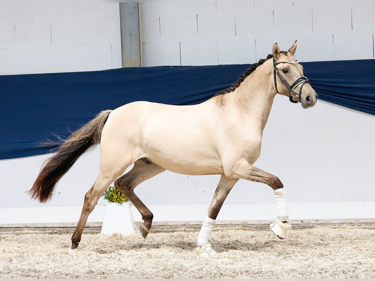 Duitse rijpony Ruin 2 Jaar 141 cm Falbe in Marsberg