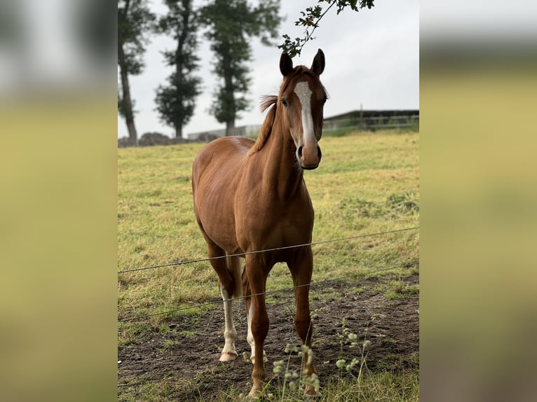 Duitse rijpony Ruin 2 Jaar 142 cm in Neuenkirchen-Vörden