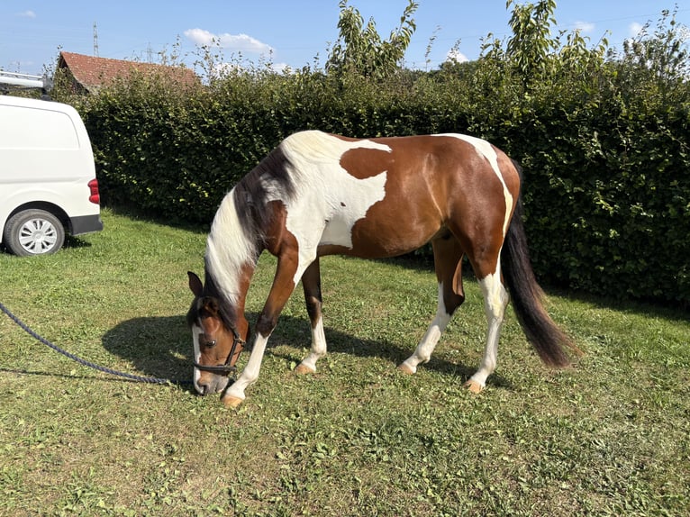 Duitse rijpony Ruin 2 Jaar 143 cm Gevlekt-paard in Attiswil