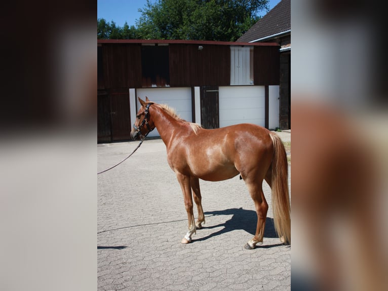 Duitse rijpony Ruin 2 Jaar 143 cm Vos in SprockhövelSprockhövel