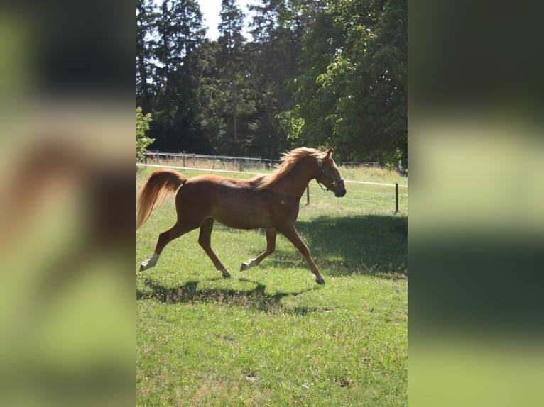 Duitse rijpony Ruin 2 Jaar 143 cm Vos in SprockhövelSprockhövel