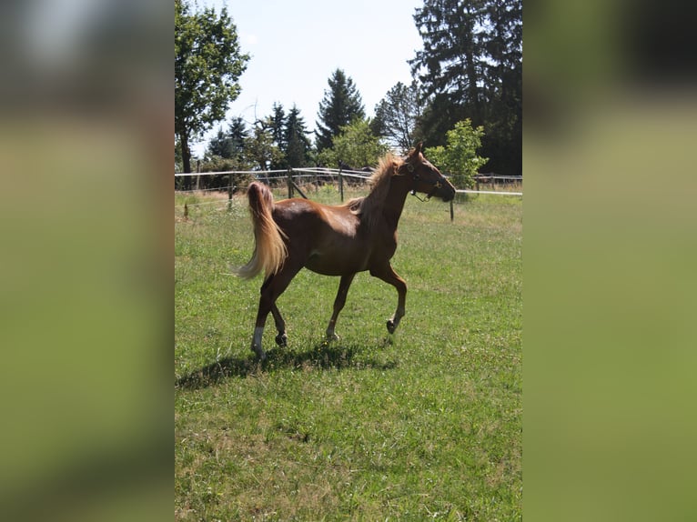 Duitse rijpony Ruin 2 Jaar 143 cm Vos in SprockhövelSprockhövel