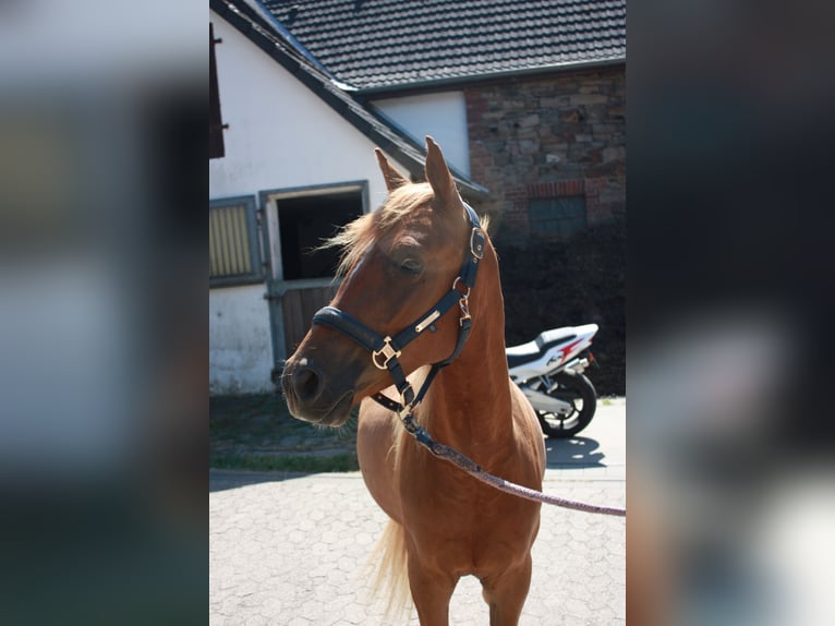 Duitse rijpony Ruin 2 Jaar 143 cm Vos in SprockhövelSprockhövel