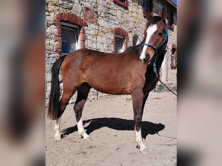 Duitse rijpony Ruin 2 Jaar 144 cm Bruin in Warstein
