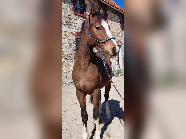 Duitse rijpony Ruin 2 Jaar 144 cm Bruin in Warstein