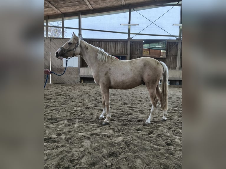 Duitse rijpony Ruin 2 Jaar 144 cm Palomino in Markt Indersdorf