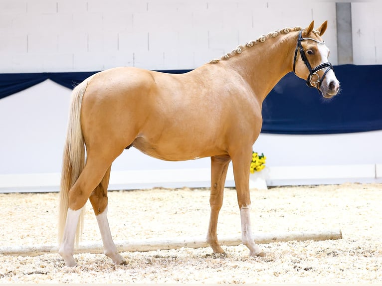 Duitse rijpony Ruin 2 Jaar 144 cm Vos in Marsberg