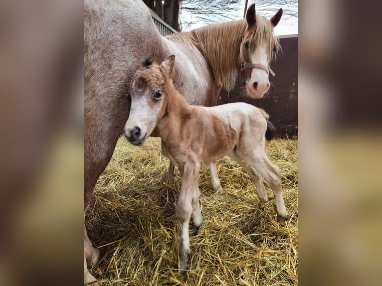 Duitse rijpony Mix Ruin 2 Jaar 145 cm Buckskin in Oyten