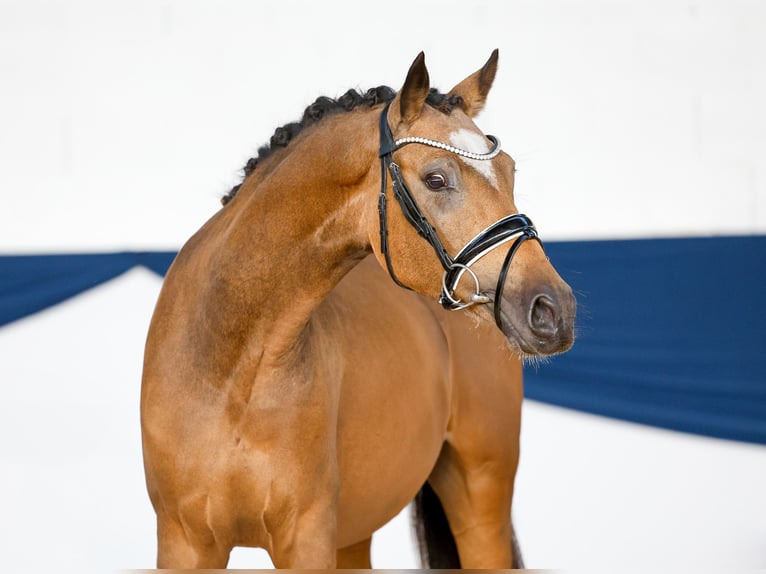 Duitse rijpony Ruin 2 Jaar 145 cm Falbe in Marsberg