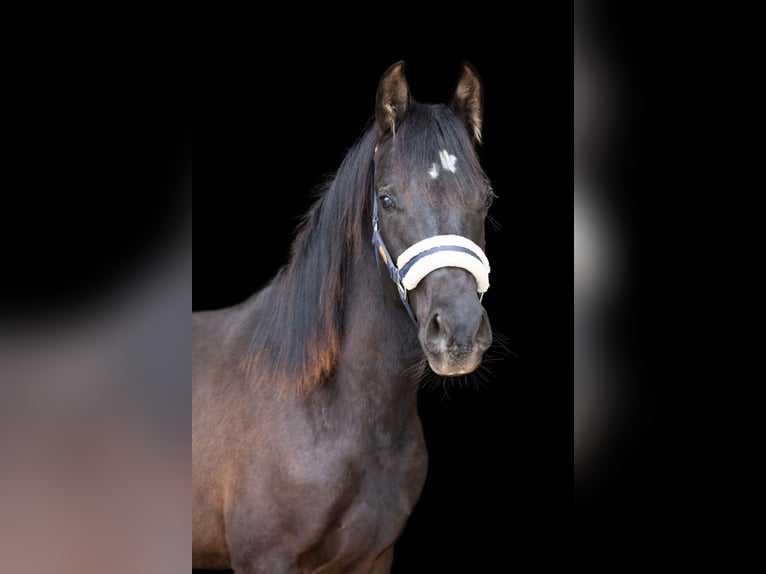 Duitse rijpony Ruin 2 Jaar 145 cm Zwart in Wertheim